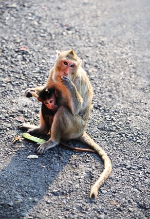 mother and baby monkey eatingの写真素材
