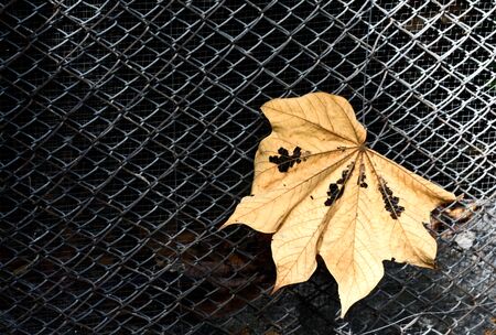 leaves on wire nettingの写真素材