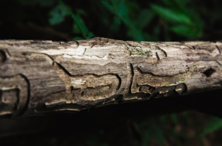 old wooden abstractの写真素材