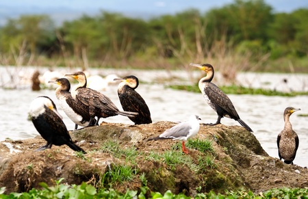 White-breasted cormorant