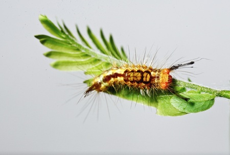 Caterpillar yellow