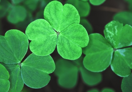 texture or background of leaves