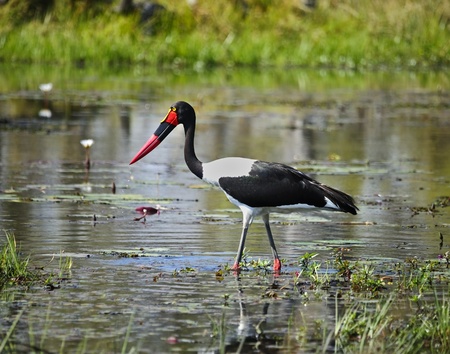 bird of Africa