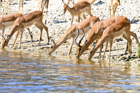 impala antelopes drinking,Safari,Africaの写真素材