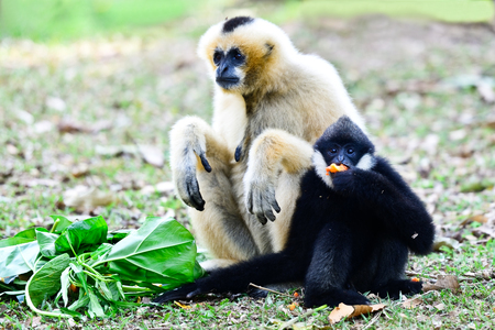 Gibbon in Khao Kheow Open Zoo,Thailand