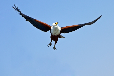 African fish eagle in  South Africaの写真素材