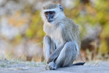 Vervet monkey, Africaの写真素材