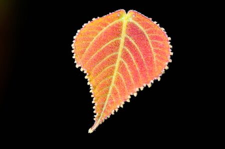 red fresh leaf on the black