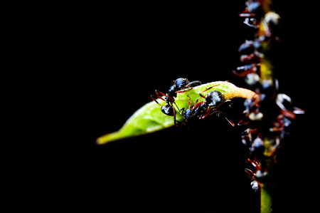 Macro shot of a black antの写真素材