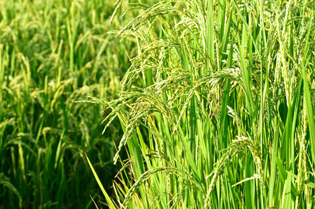 Rice in green paddy about ready to be harvestedの写真素材