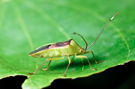  green insect on  leaf