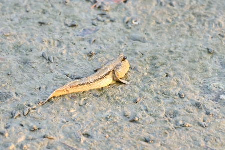 A mudskipper on the mudの写真素材