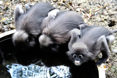 monkey  presbytis obscura reid  eating waterの写真素材