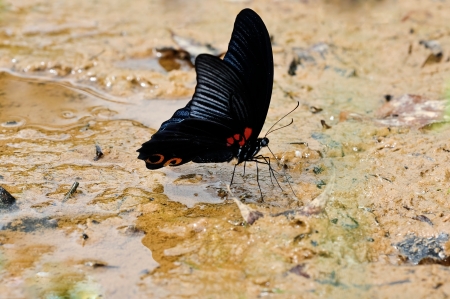 butterflyの写真素材