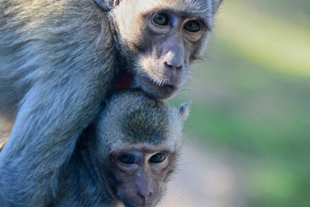 monkey