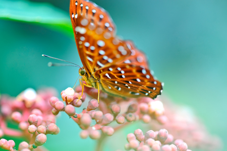 butterfly and flowerの写真素材