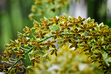 orchid flower in the gardenの写真素材