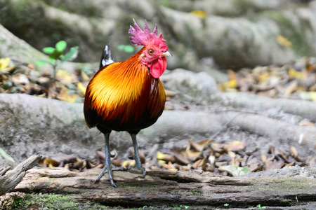 jungle fowlの写真素材
