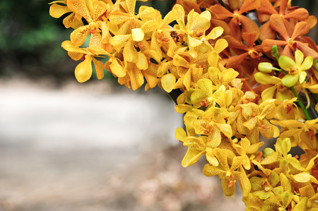 colorful orchid view in garden