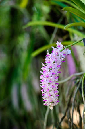 colorful orchid view in gardenの写真素材