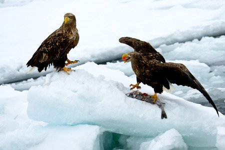 Two white-tailed eagles are arguing for the fish on ice.