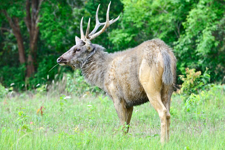 wild deer at Khao Yai  national park in Thailandの写真素材