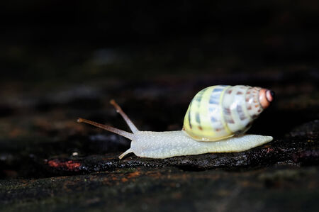 snailの写真素材
