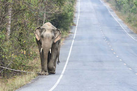 Asian elephant in wild,Thailandの写真素材