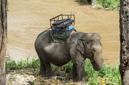 Elephant to ride by tourists in Chiang Maiの写真素材