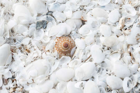 shell on the beach,thailandの写真素材