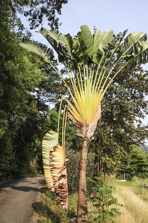 Ravenala or traveller\\の写真素材