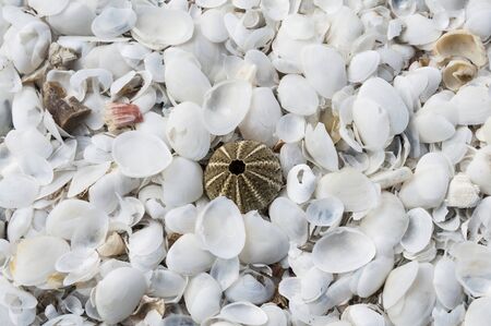 Seashell backgroundの写真素材