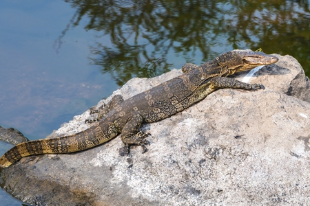 water monitor lizard in forest,Thailandの写真素材