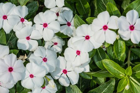 white flowers in  garden,Thailandの写真素材