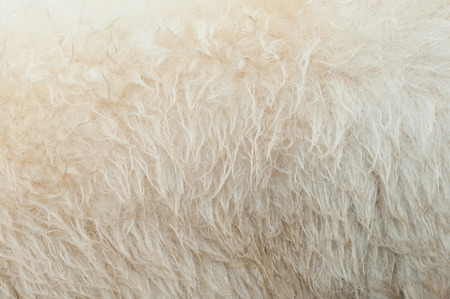 raw wool backgroundの写真素材