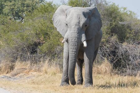African elephantの写真素材