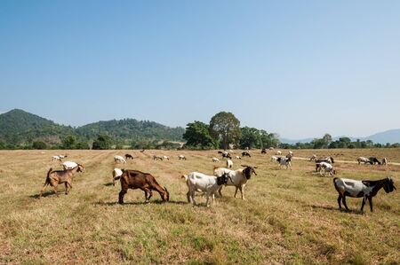 Goats graze on fieldの写真素材