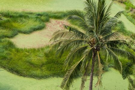 field of coconut tree in Thailand