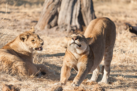 Lion in the National Reserve of Africa, Kenyaの写真素材