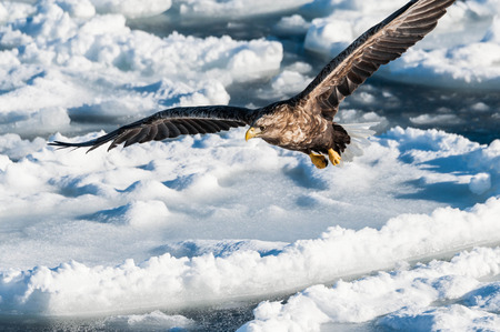 Steller's sea eagle   in Japan