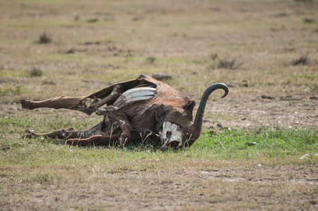 buffalo carcass  in Kenyaの写真素材