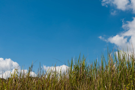 nature background, green grass and blue sky