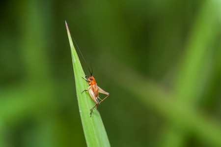 Grasshopper eyes in the forest , Thailand