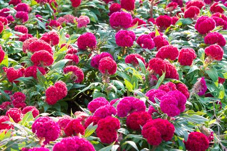 Cockscomb flower or Chinese Wool flower plant in a park