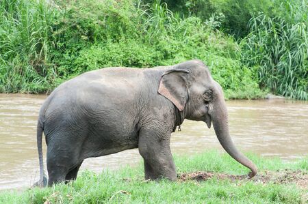 Asia elephant in Thailandの写真素材
