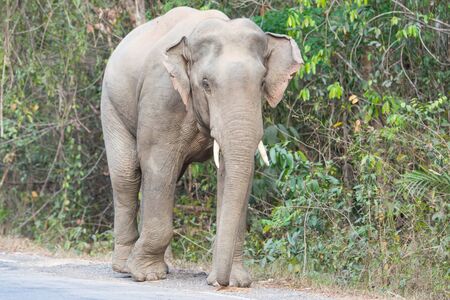 Asia elephant  in the wildの写真素材