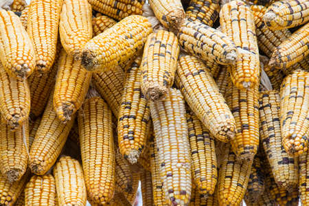 Mature corn cobの写真素材