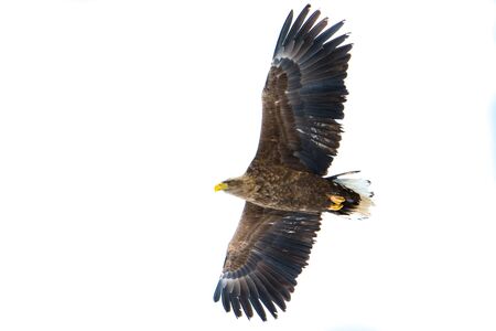 Steller's sea eagle   in Japan