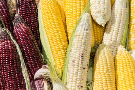 Yellow corn,Waxy corn, Red corn, Purple corn, White corn