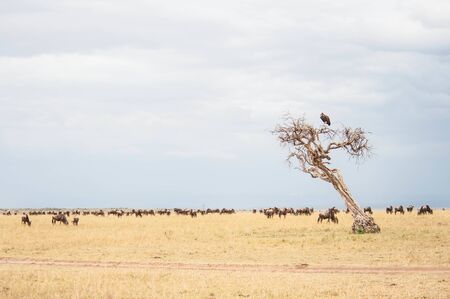 Wildebeest antelope in the savannah Masai Mara, Kenyaの写真素材